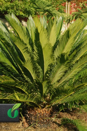 2 Samen Cycas revoluta Seedeo® Japanischer Palmfarn 