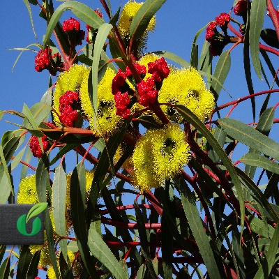 Eucalyptus